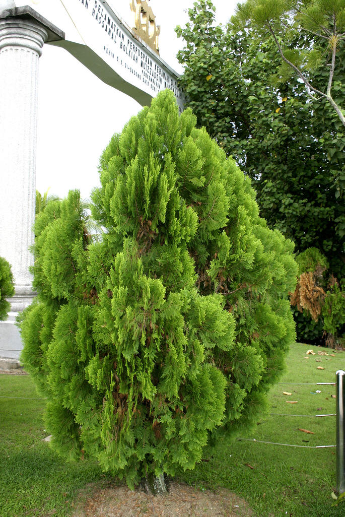  p>刺柏(学名: i>juniperus formosana /i> hayata)是柏科,刺柏属 a