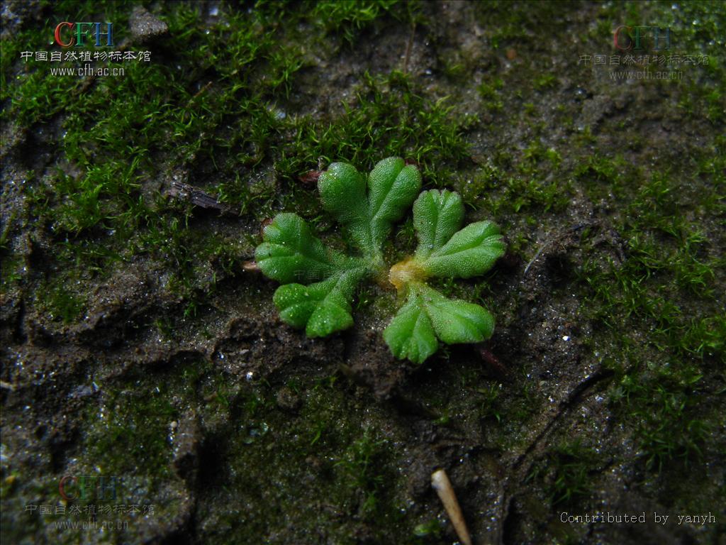 fluitans)又称纤细钱藓,漂浮在浅池,带状,绿色,有分枝,宽约0.