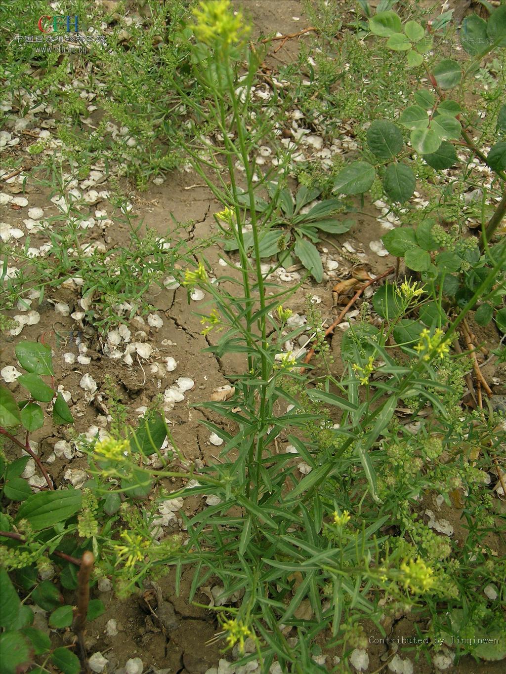  p>外折糖芥:多年生 a href="#">草本 /a>,高2-10厘米;全体有贴生2叉