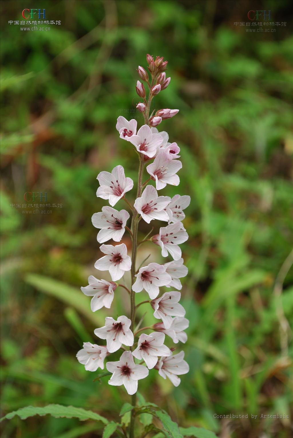  p> a href="#" data-lemmaid="7802155">大花珍珠菜 /a>(学名