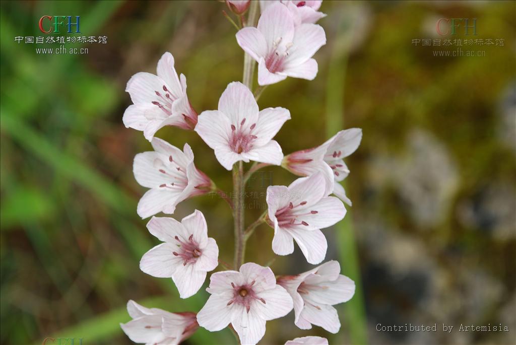  p> a href="#" data-lemmaid="7802155">大花珍珠菜 /a>(学名