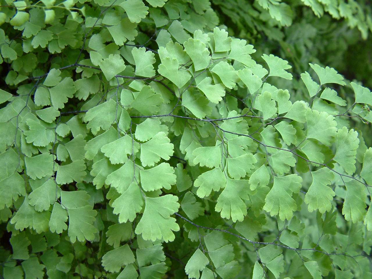 "/item/铁线蕨属/6948142" data-lemmaid="6948142">铁线蕨属 /a>植物