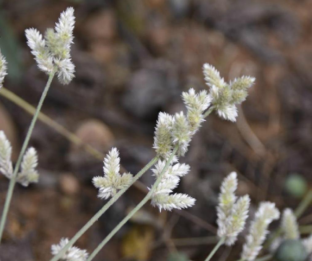  p>白花苋属属于苋科,总共有10种,分布于亚洲和非洲的热带至温带地区