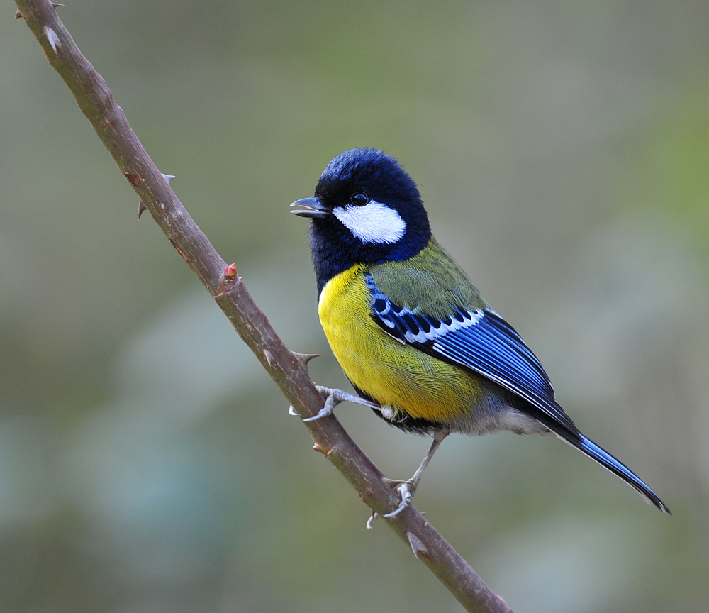 学名 i>parus monticolus /i>,英文名green-backed tit,也叫青背山雀