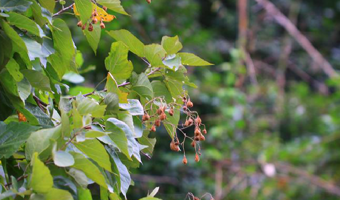  p>海南椴属(学名: i>hainania /i>&nbsp;merr.