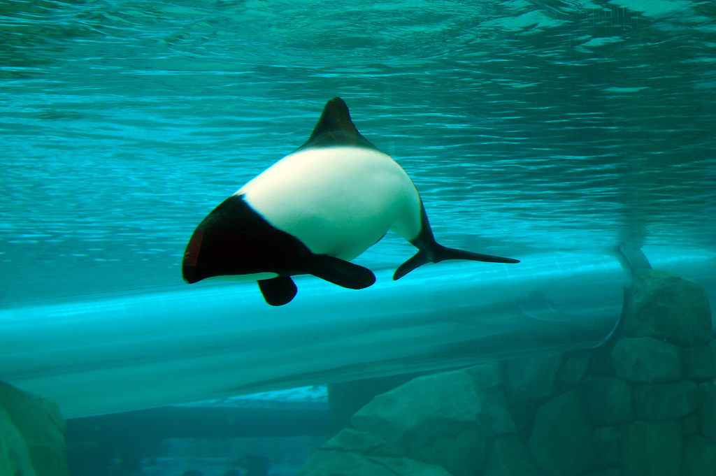  p>花斑喙头海豚是康氏矮海豚的俗称(学名: i>cephalorhynchus