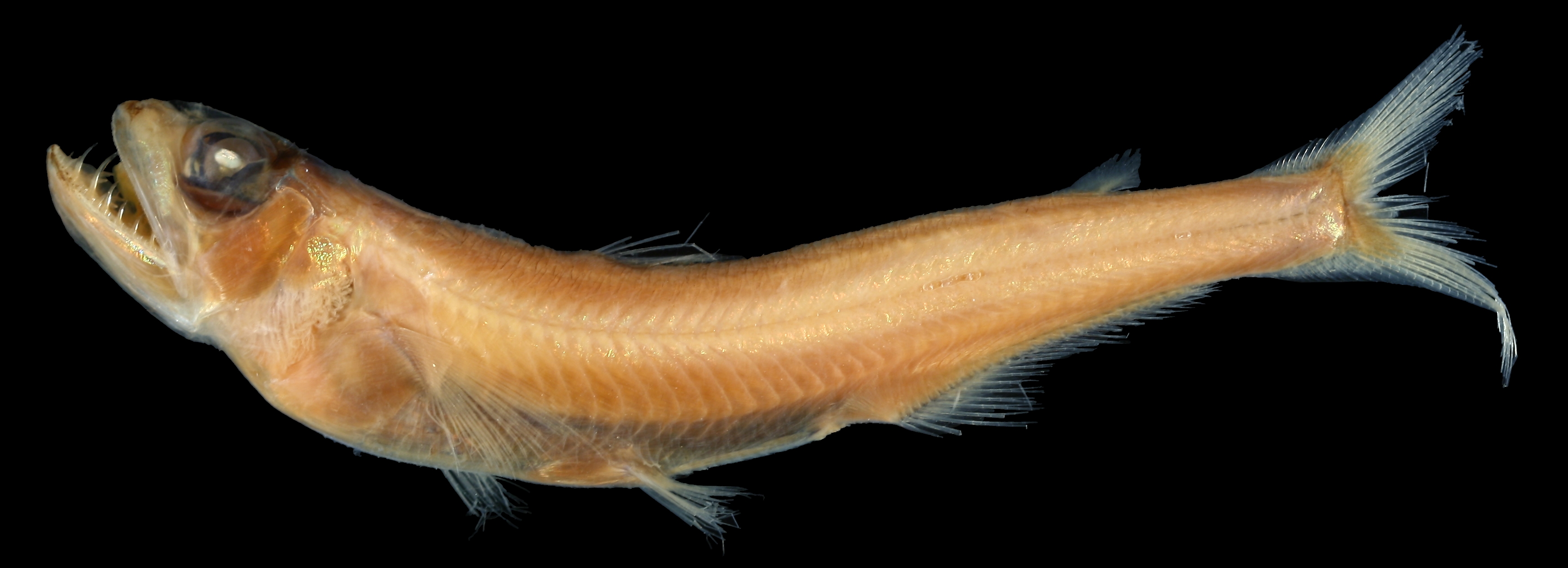 海区的 a target="_blank" href="/item/珠目鱼科">珠目鱼科 /a> a