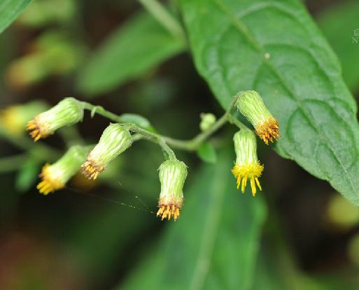 艾纳香属 百度百科