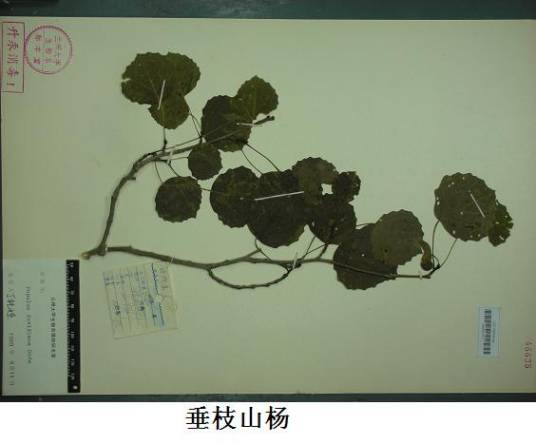 垂枝山杨_百度百科