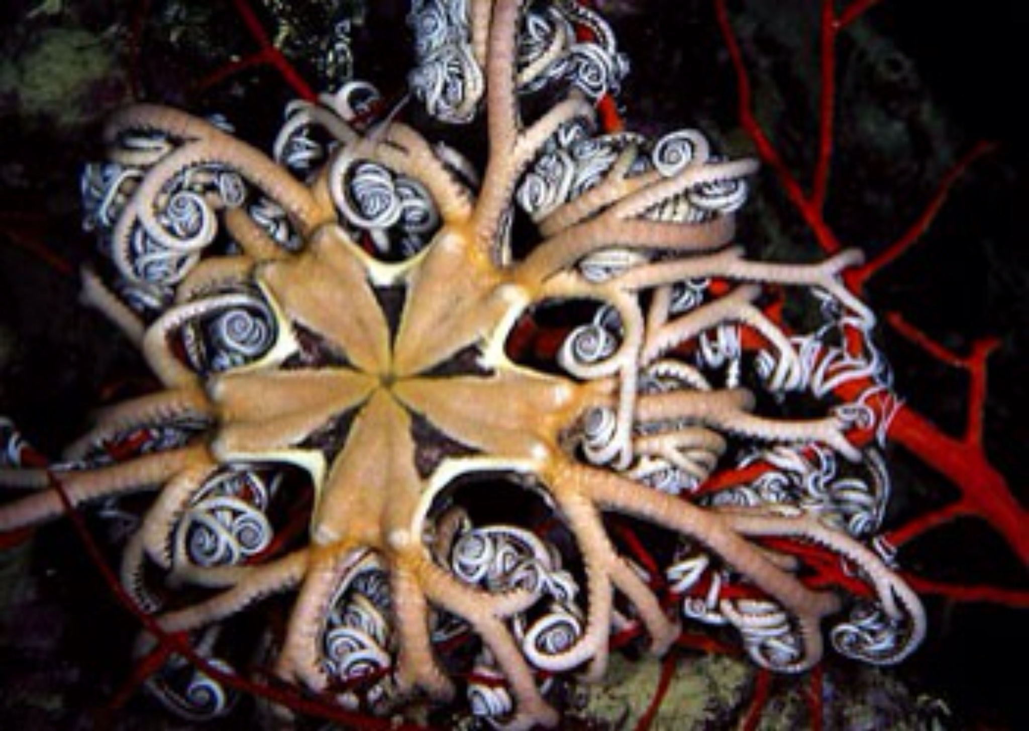  p>蛇尾纲,ophiuroidea,是海星亚门下一纲.体扁平,星状.