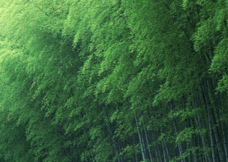  p> a href="#" data-lemmaid="2549562">青竿竹 /a>(b.