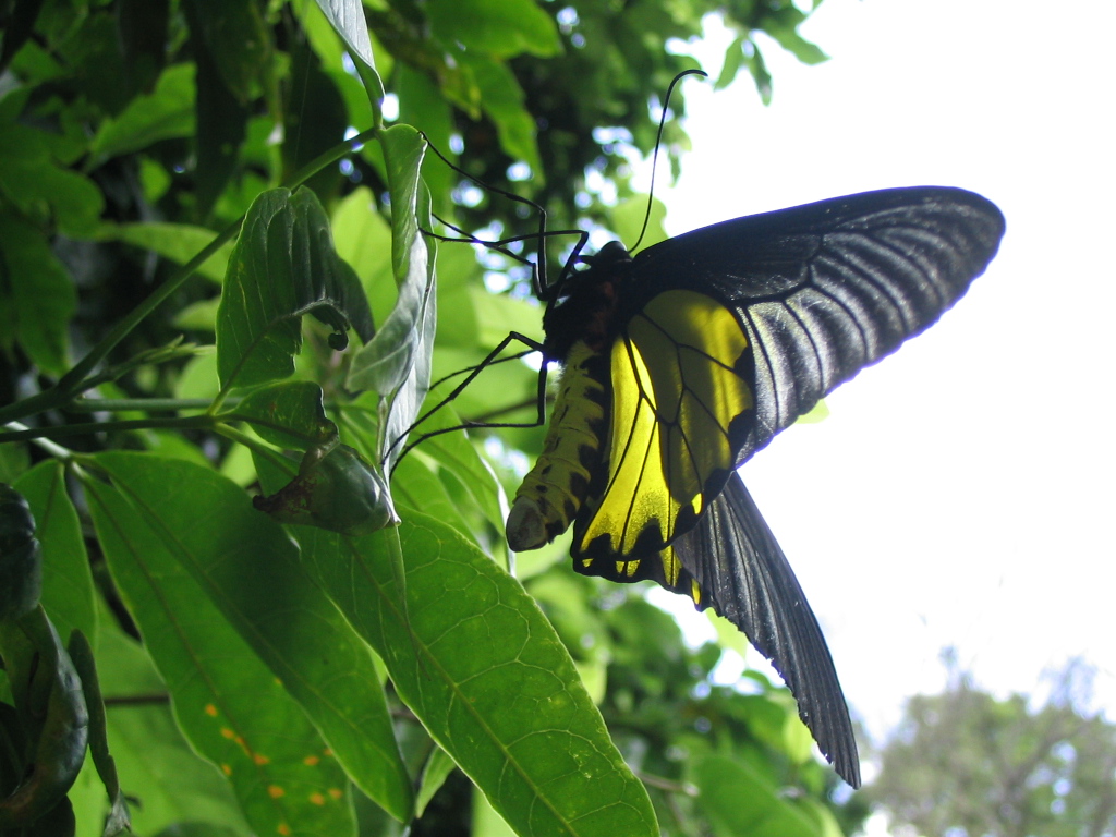 鸟翼裳凤蝶指名亚种