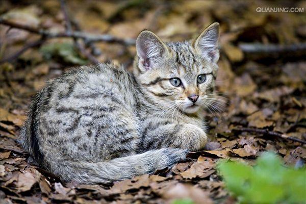  p>欧洲野猫,或称欧林猫,曾一度遍布欧洲大陆.