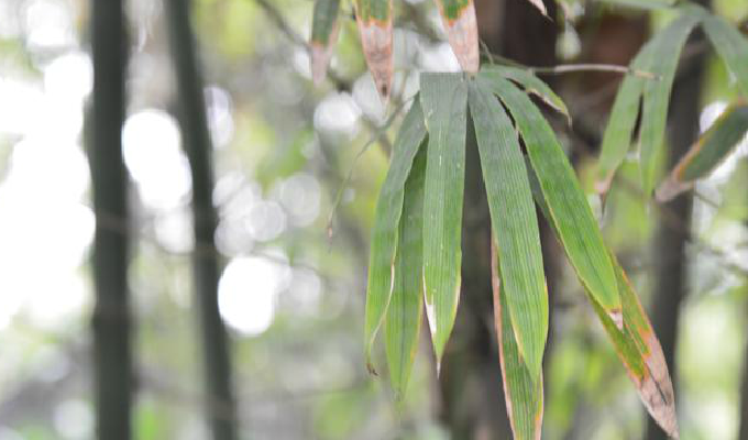  p>大眼竹( a href="#" data-lemmaid="8074290">学名 /a>:bambusa eu