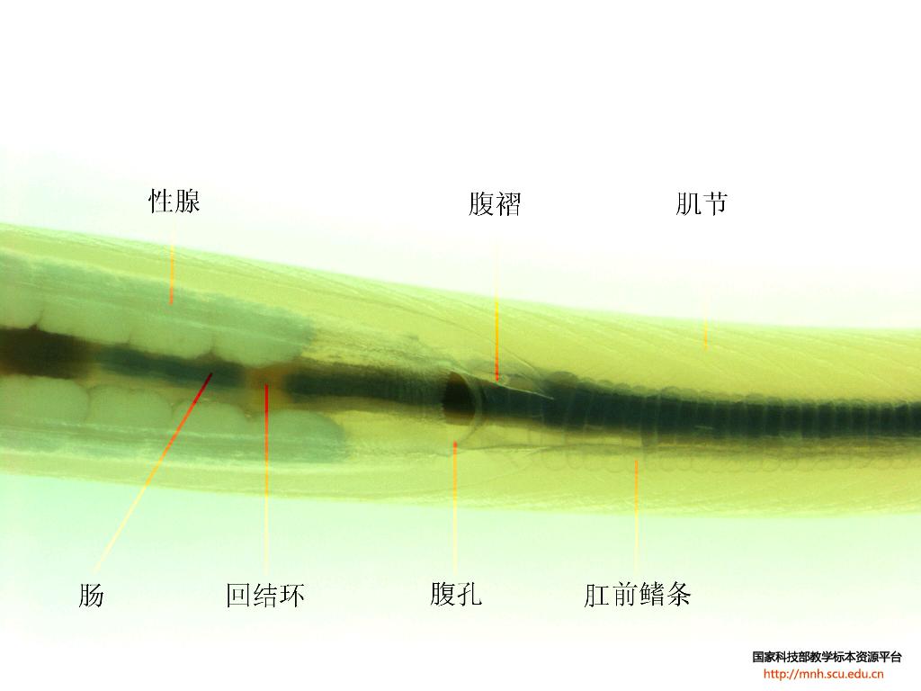  p>文昌鱼是文昌鱼属( i>branchiostoma /i>) a href="#" data-lemma
