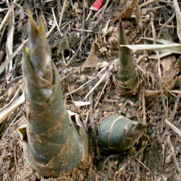  p>竹高3-4m,径2-7cm,节间长15-50cm,节平.