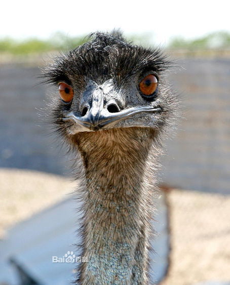 dromiceius novae-hollandiae