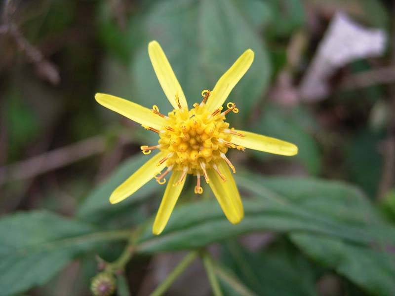  p>异叶黄鹌菜(学名: i>youngia heterophylla /i>)是黄鹌菜属植物,根