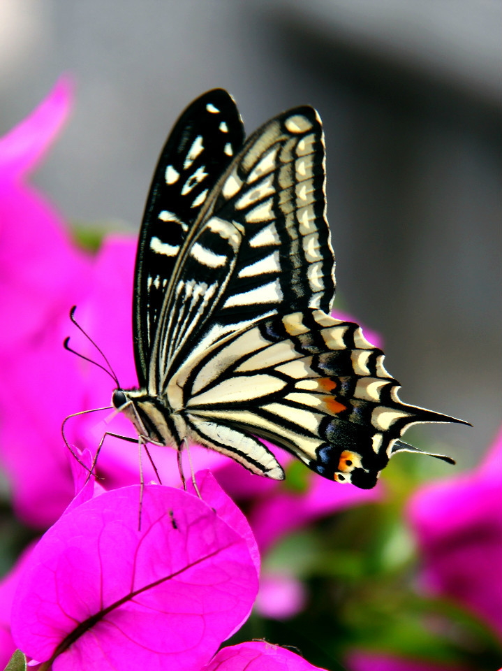 id="2103696">凤蝶科 /a>(papilionidae)蝶类的统称,一般为大型昆虫