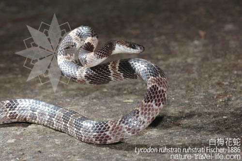 白梅花蛇