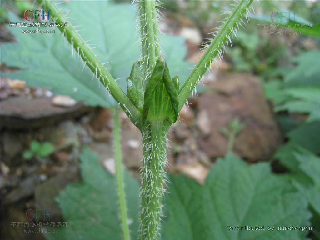  p>裂叶荨麻(学名: i>urtica lobatifolia /i> s. s.