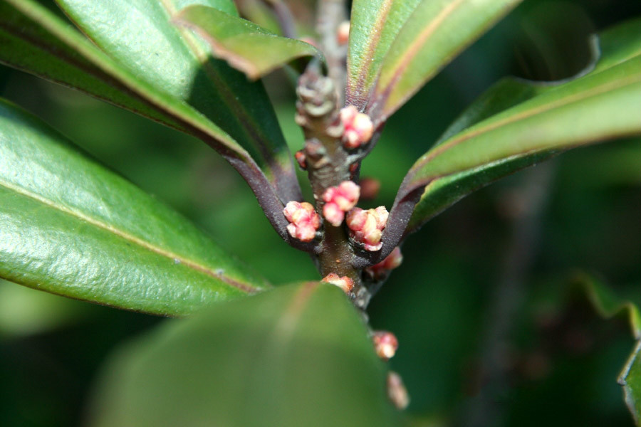  p>广西密花树(学名:rapanea kwangsiensis walker),紫金牛科密花树属