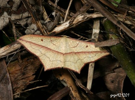  p>城市紫线,是指国家历史文化名城内的历史文化街