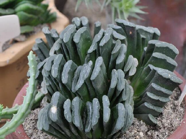  p data-id="gnavm10pgc">绿玉扇(学名: i>ha