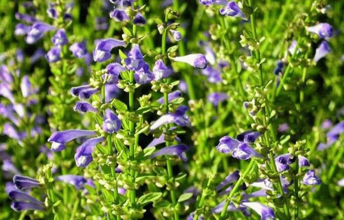  p>黑龙江京黄芩(scutellaria pekinensis maxim. var.