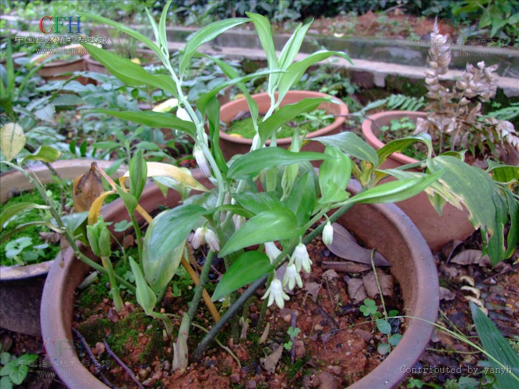  p>散斑竹根七(学名: i>disporopsis aspera  /i>(hua) engl.