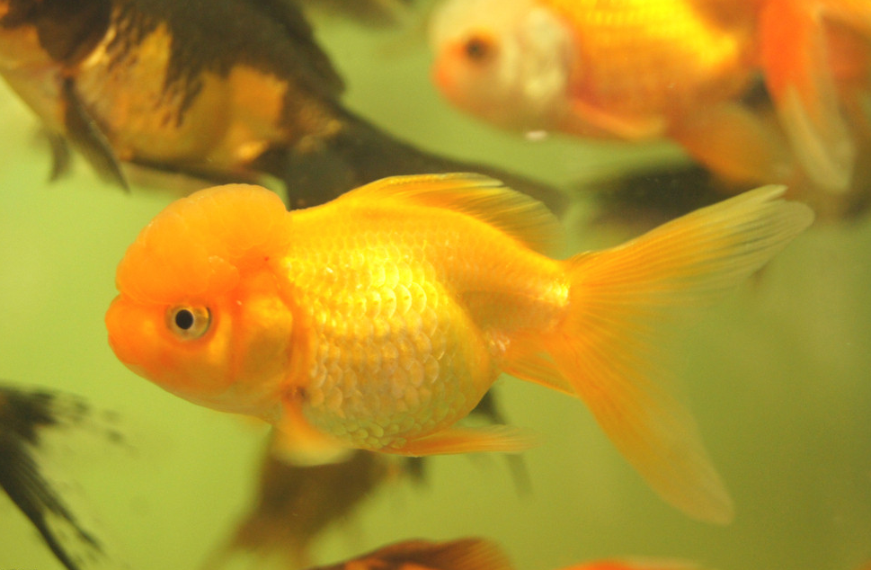 玫瑰红虎头龙睛