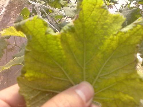  p data-id="gnf908w8ds">葡萄黄叶病是葡萄的一种缺素症.