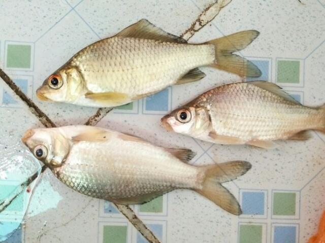  p>三角鲤(学名: i>cyprinus multitaeniata /i>)是 a href="#" data