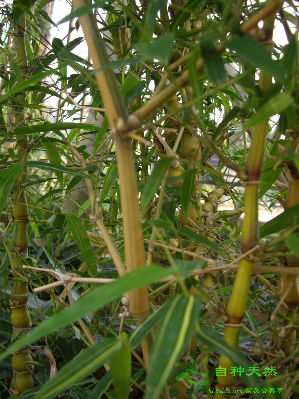 孝顺竹花期(孝顺竹开花吗)