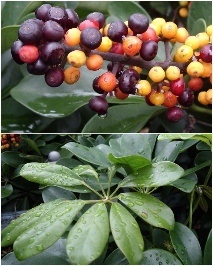  p>大果树参为 a target="_blank" href="/item/树参属">树参属 /a>