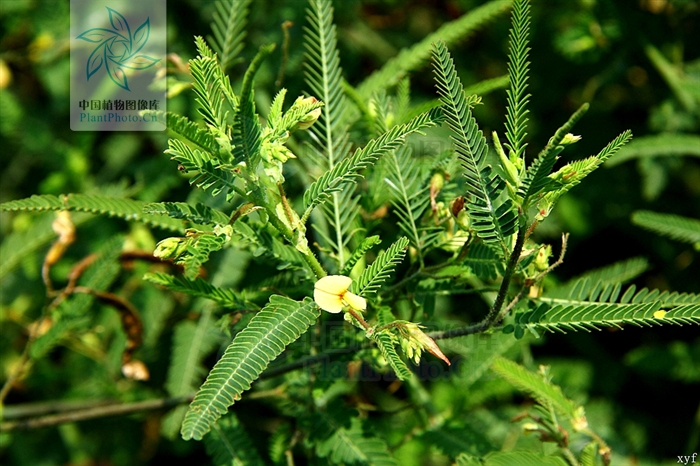  p>合萌属(学名: i>aeschynomene /i>&nbsp;l.  