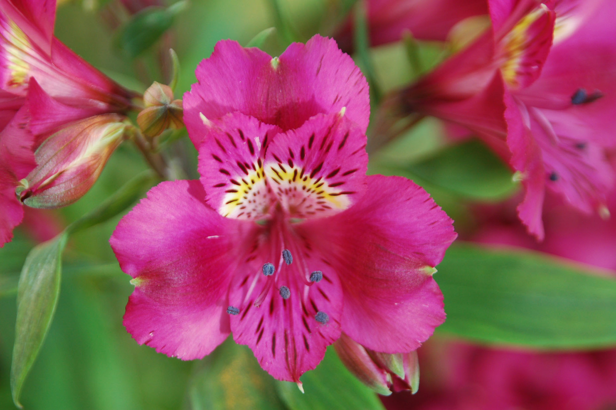 ( i>alstroemeria hybrida /i>),是六出花科六出花属的多年生草本植物