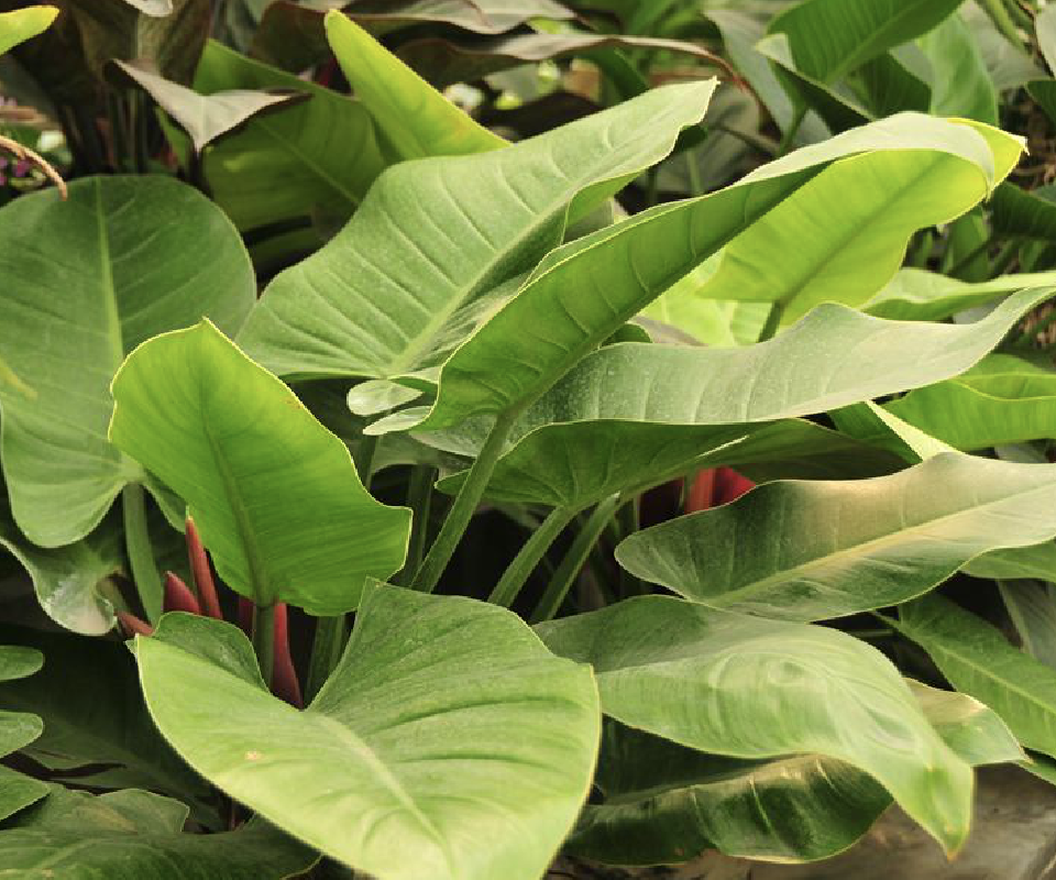  p>红苞喜林芋(学名: i>philodendron erubescens /i> c.