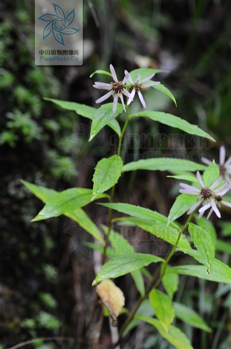  p>多年生 a href="#">草本 /a>,根状茎长.