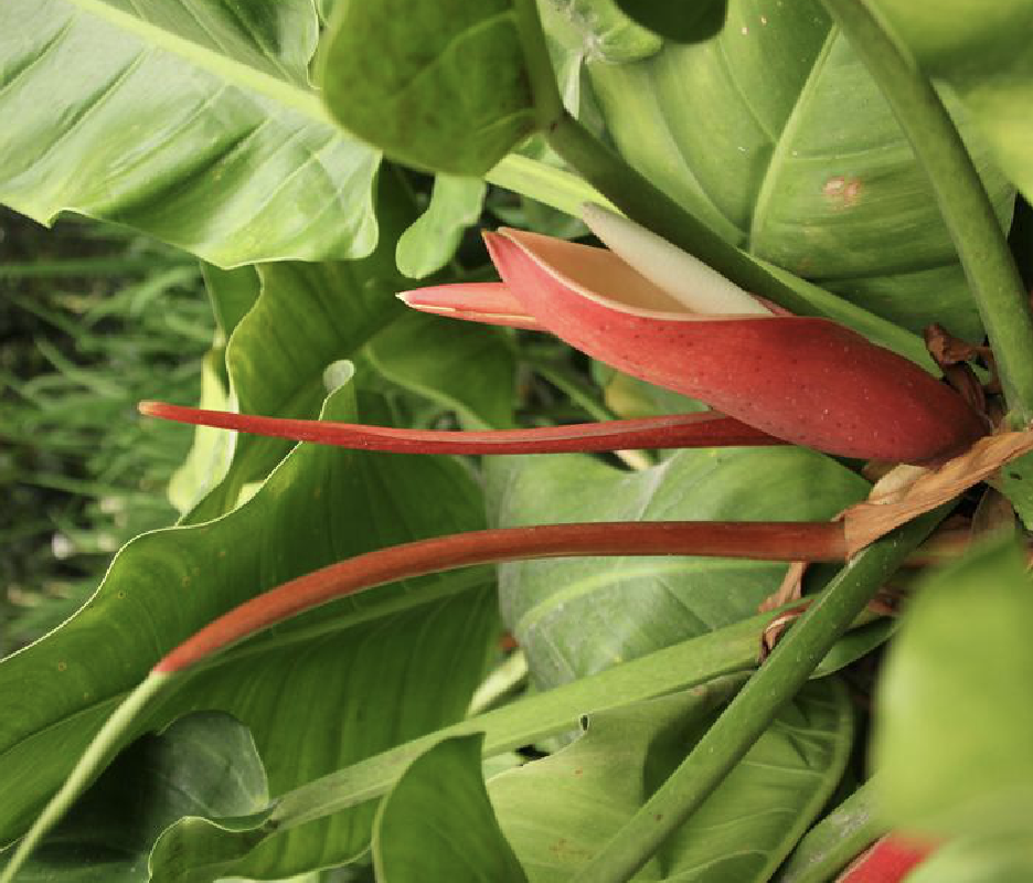  p>红苞喜林芋(学名: i>philodendron erubescens /i> c.