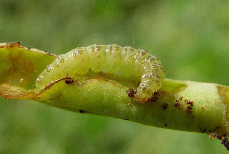 geyer,属鳞翅目 a target="_blank" href="/item/螟蛾科/6244151"