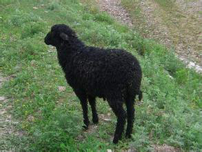 岷县黑裘皮羊