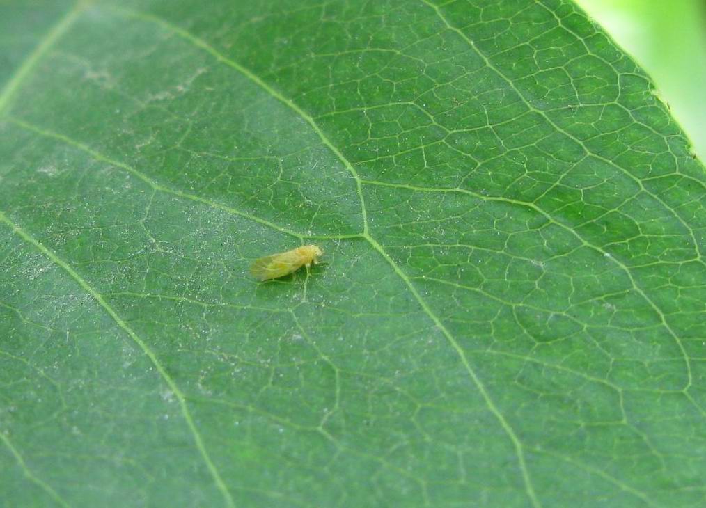 梨木虱