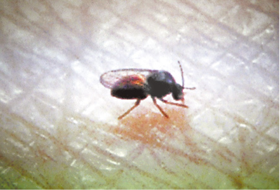  p>台湾铗蠓(forcipomyia taiwana(shiraki))俗称小黑蚊却不是蚊子