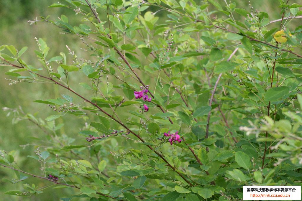  p>铁鞭草,中药名.