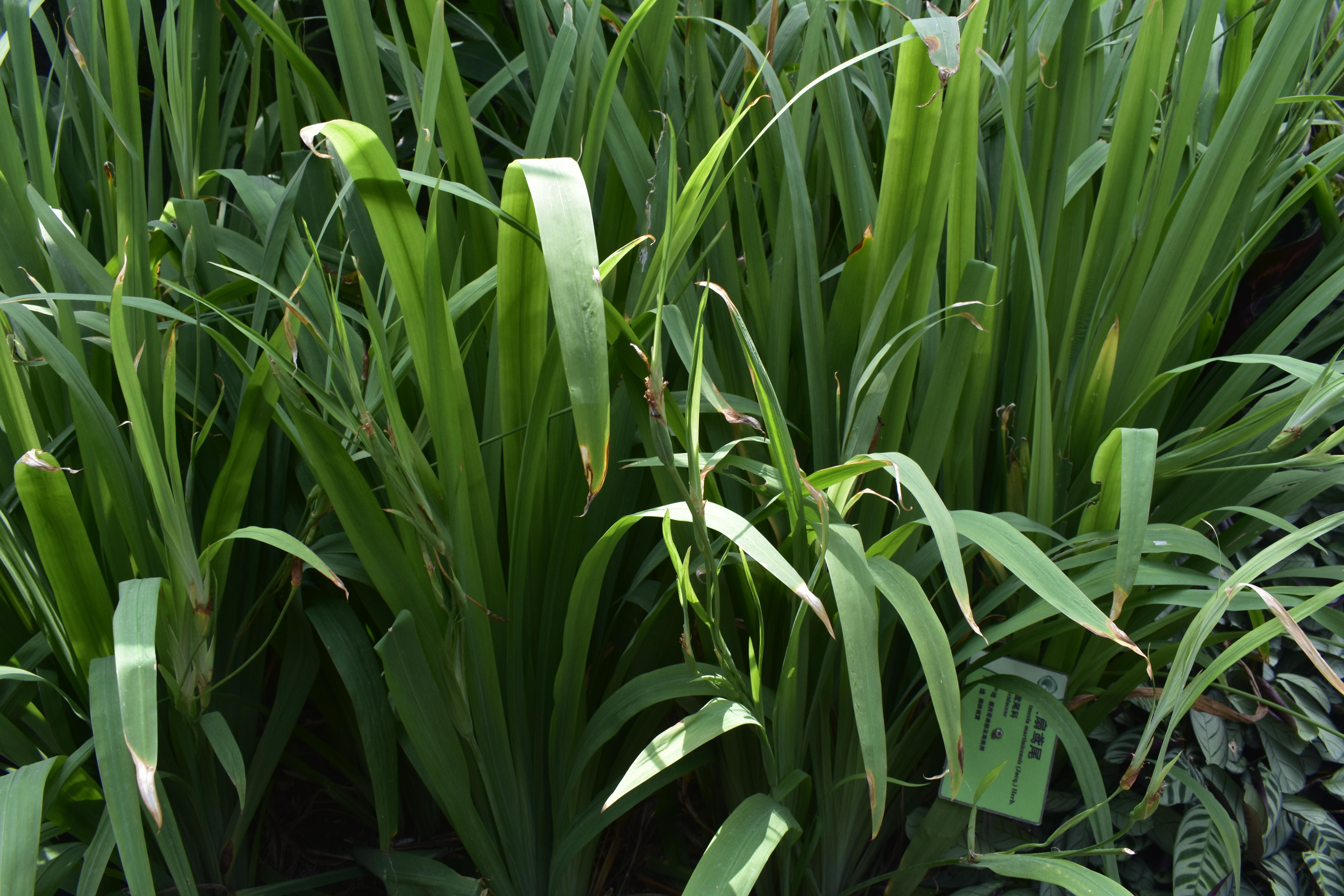  p>扇形鸢尾(学名: i>iris wattii /i>  baker): a href="#">多年生 