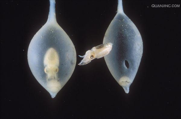 乌贼本名乌鲗,又称花枝, a href="#" data-lemmaid="1124307">墨斗鱼 