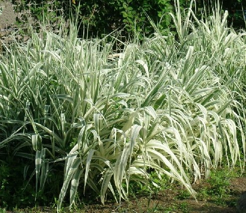  p>变叶芦竹(学名: i>arundo donax /i>  var.