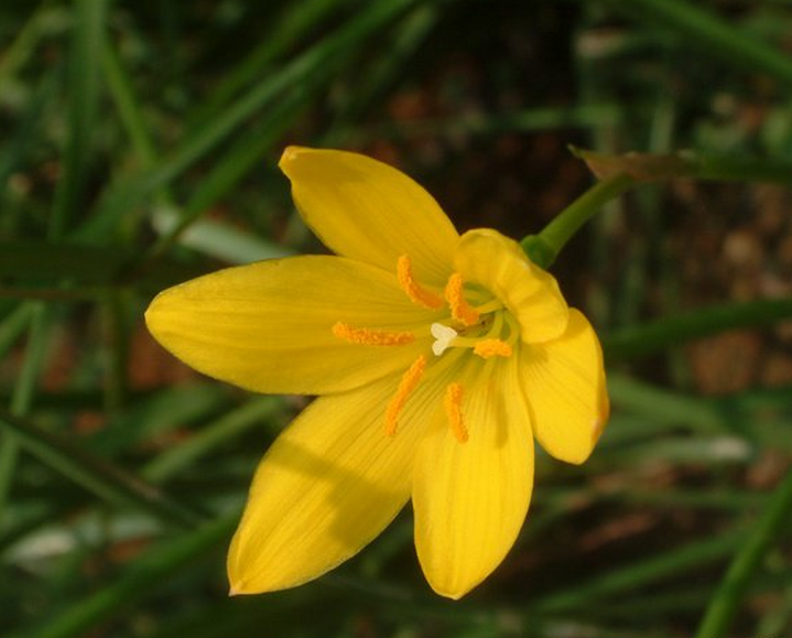 p>黄花葱莲(学名: i>zephyranthes citrina /i>)又称黄花葱兰, a