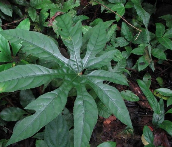  p>刺通草(学名: i>trevesia palmata /i> (roxb.) vis.